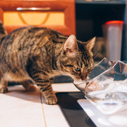 Adorable Orthopedic Anti-Vomiting Cat Bowls